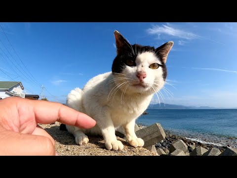 ブラックジャックみたいな猫が少しずつ心を開いてモフらせてくれた(YouTube)