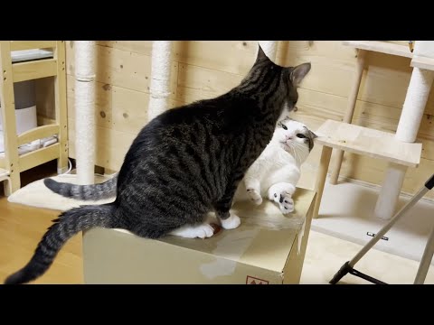 これだけボコられたらさすがに心が折れた猫(YouTube)