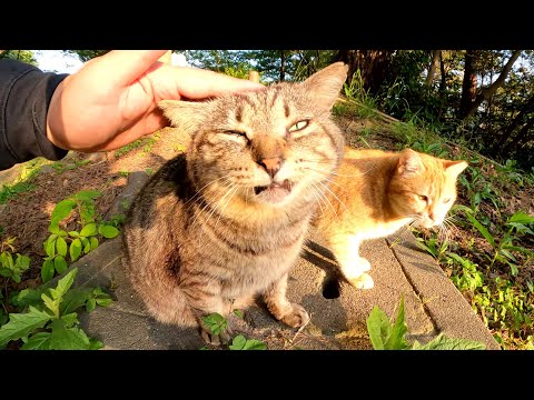 太ったキジトラ猫がお家へ帰って仲間と一緒に枯れ葉のベッドでくつろぐ(YouTube)