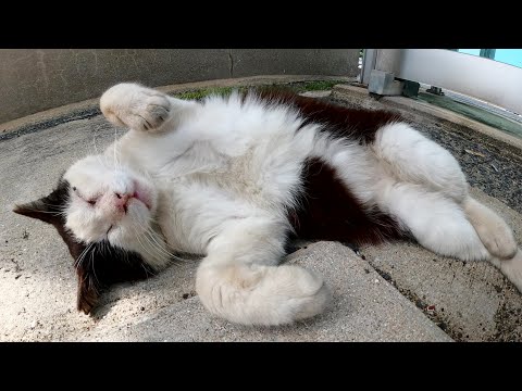 お腹を放り出して眠る猫をモフろうとしたら猫パンチで拒否された(YouTube)