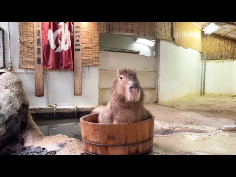 お猿さんやカピバラさんと触れ合える草津熱帯圏に行ってきました(YouTube)