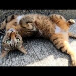キジトラ猫がゴロンと寝転がってエンジェルマークを見せてくれた(YouTube)