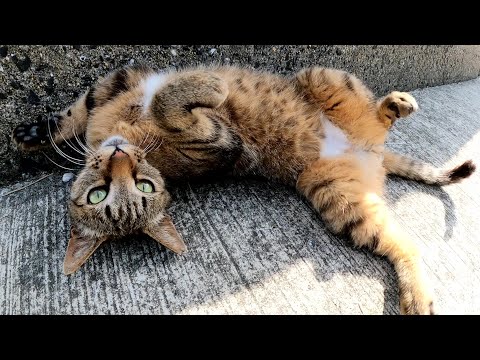 キジトラ猫がゴロンと寝転がってエンジェルマークを見せてくれた(YouTube)