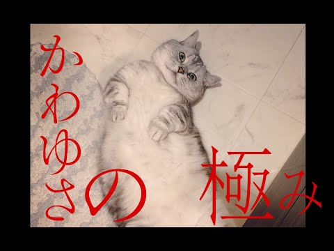【猫動画】かわゆさの極み〜にゃんともパレード〜#猫動画#猫#274(YouTube)