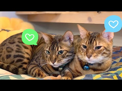 雄猫達が美人ペットシッターのお尻ばっかり追いかけています(YouTube)