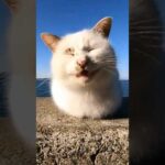 手足を見せないように座る野良猫が何か話し掛けてきた(YouTube)