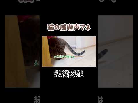 猫の威嚇声マネ🐈 #shorts(YouTube)