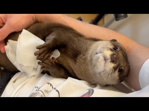 毛むくじゃら女子のカワウソにフェイスパックをしてみたら I tried a face pack on a hairy girl otter.(YouTube)