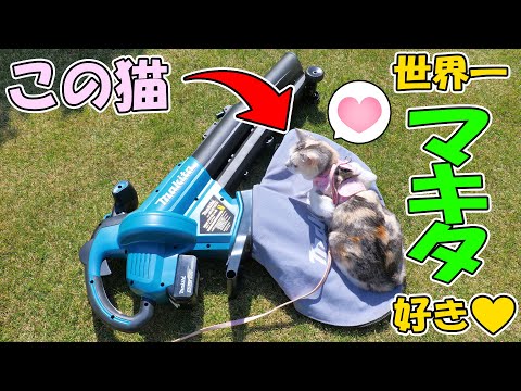 うちの猫のマキタ愛がヤバ過ぎたので、もうこの手段しかありませんでした‥(YouTube)