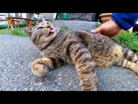 背中を撫でると舌を出したままエアーフミフミする野良猫がかわい過ぎる(YouTube)