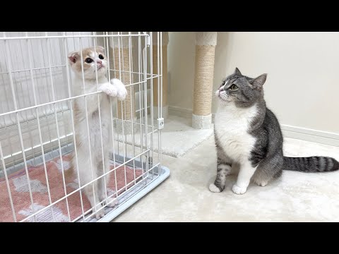 悪さした子猫がケージに閉じ込められたら兄猫がまさかのこうなりました…(YouTube)
