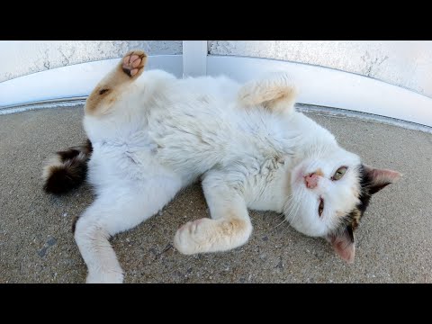 おかっぱ頭の三毛猫がヘソ天ポーズになってナデナデを要求してきた(YouTube)