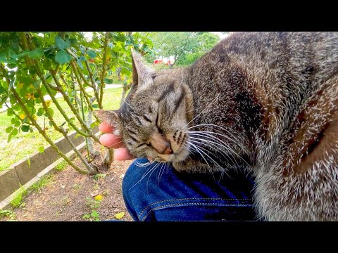 土手の下に猫が寂しそうに座っていたので近づいてナデナデすると喜んで膝の上に乗ってきた(YouTube)