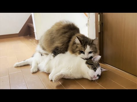 お母さんの言うことを聞きたくない年頃の猫(YouTube)