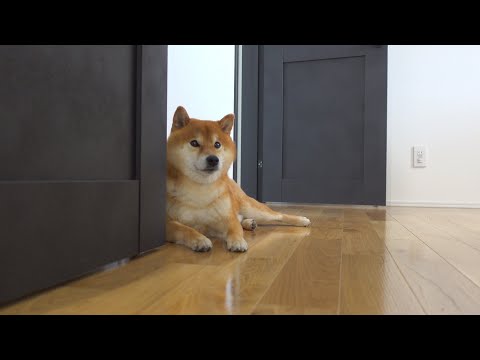 飼い主の掃除を下心で待つ柴犬が可愛すぎる。(YouTube)