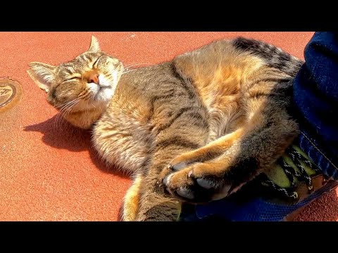 漁港の街の路地裏で出会った猫のゴロゴロ音が激しすぎた(YouTube)