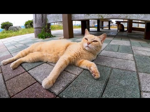 猫島に上陸してすぐの東屋に猫が沢山いたのでナデナデしてきた(YouTube)