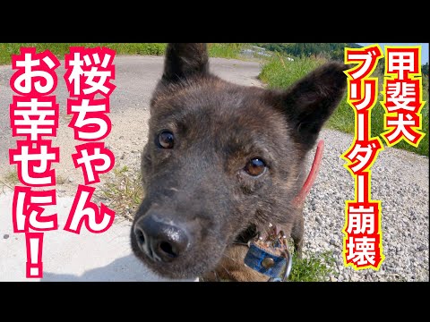 繁殖地獄からレスキューした甲斐犬サクラちゃん埼玉県へ旅立ちました(YouTube)