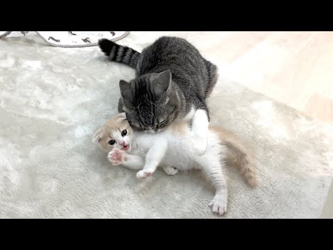 生まれて初めての兄弟ケンカで猫たちがまさかのこうなっちゃいました…(YouTube)