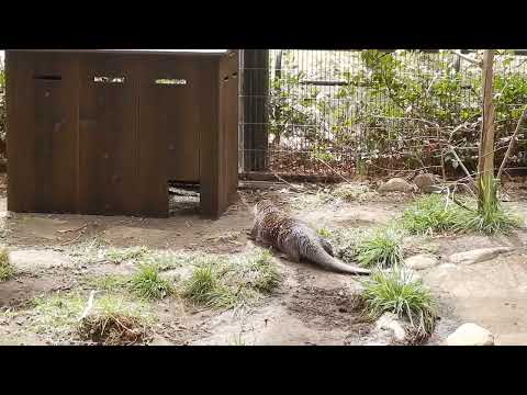 カワウソの巣箱が新しくなりました！：井の頭自然文化園(YouTube)