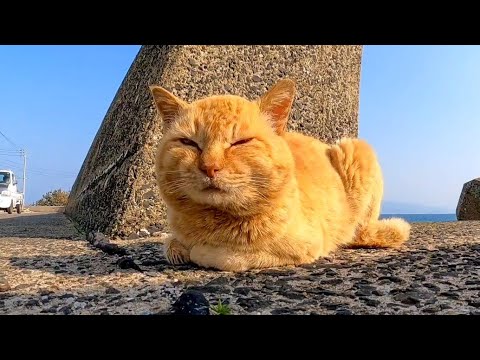 【今週のボツ動画】今週撮った短い未公開動画まとめて公開-unreleased video of this week-2023/5/1w(YouTube)