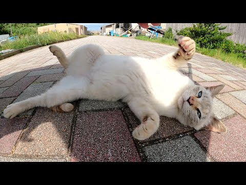 可愛いシャム猫をモフっていたら、発情した猫が乱入してパニックになった(YouTube)