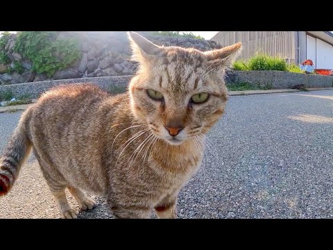 道路脇で寝ていた野良猫を撫でるとめちゃくちゃキレられた(YouTube)