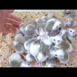 ヤワゲネズミが殖えすぎて困ったことになりました(YouTube)