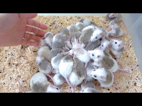 ヤワゲネズミが殖えすぎて困ったことになりました(YouTube)