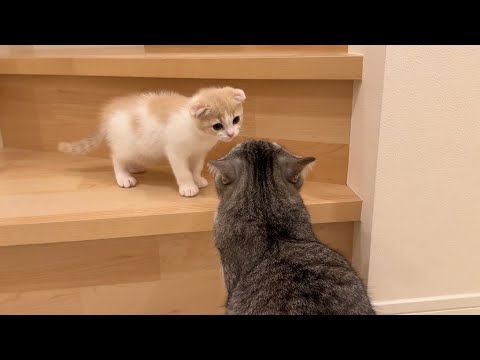 病院から帰ってきた兄と再会したら子猫がまさかの事態になりました…(YouTube)