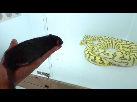 ケージをかじって脱走を図ったラットはこうなります(YouTube)