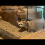 動物園ライブ(YouTube)