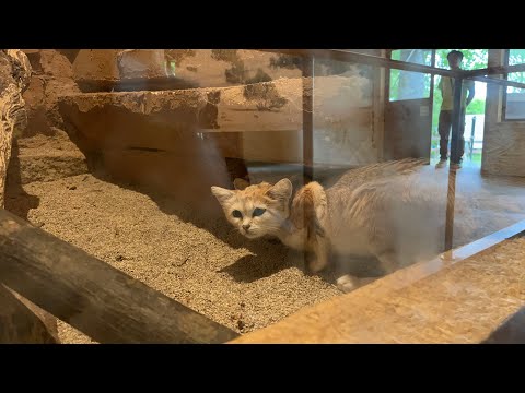 動物園ライブ(YouTube)