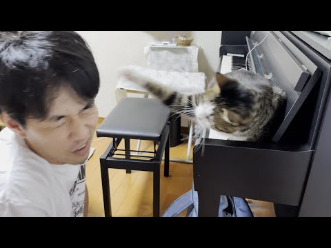 「退きなさい」と注意され逆ギレしてお父さんをシバく猫(YouTube)
