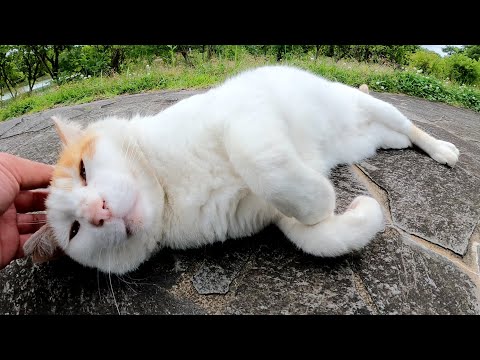茶シロ猫が人間を誘って休憩所へ移動しコテンと寝転んで甘えてきた(YouTube)