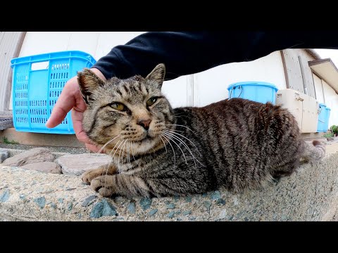 太ったキジトラ猫がノシノシとモフられにやって来た(YouTube)