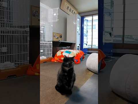 旅館に帰ると猫が出迎えてくれて楽しい#猫島 #Cat #猫  #ぬこ #子猫 #kitten #catisland #shorts  　(YouTube)
