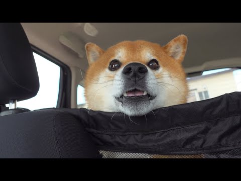妹の病院についてきて後悔する柴犬兄。(YouTube)