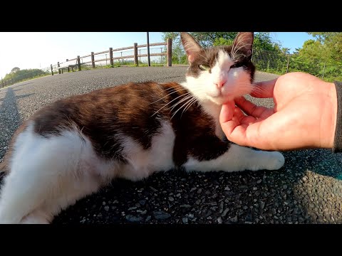 牛みたいなハチワレ猫が池のほとりからトコトコと歩いてモフれに来た(YouTube)