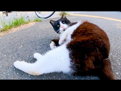 撫でるとすぐ横になる野良猫(YouTube)