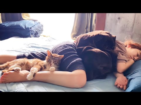 保護した猫が完全に家猫になるとこうなるのか・・・(YouTube)