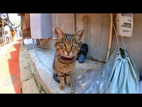 島の通りを歩くと猫が挨拶してきた(YouTube)