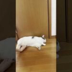 猫がトイレの前で落ちているのだと思ったら・・・(YouTube)