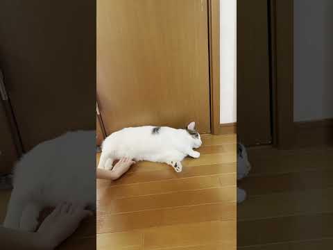 猫がトイレの前で落ちているのだと思ったら・・・(YouTube)