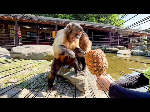 初めてパインを触ったサルが感触に衝撃受けてたw(YouTube)