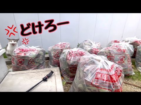 ゴミ山になった庭に住み着いた野良猫が怒っております(YouTube)