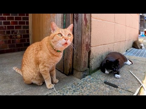 漁港の街の路地裏で出会った茶トラ猫、撫でると喜んでベロを戻し忘れる(YouTube)