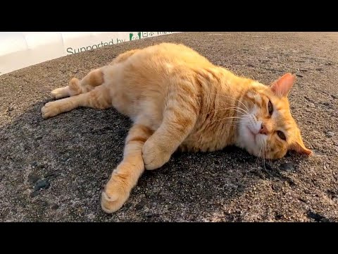 防波堤の上の茶トラ猫が腰トントンされにきた(YouTube)