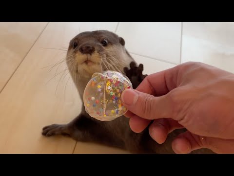 流行りのナノテープ風船をカワウソにプレゼントしてみた！I gave the trendy nanotape balloons to the otter!(YouTube)