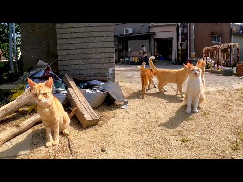 島の小学校の登校風景、生徒は猫しかいません(YouTube)